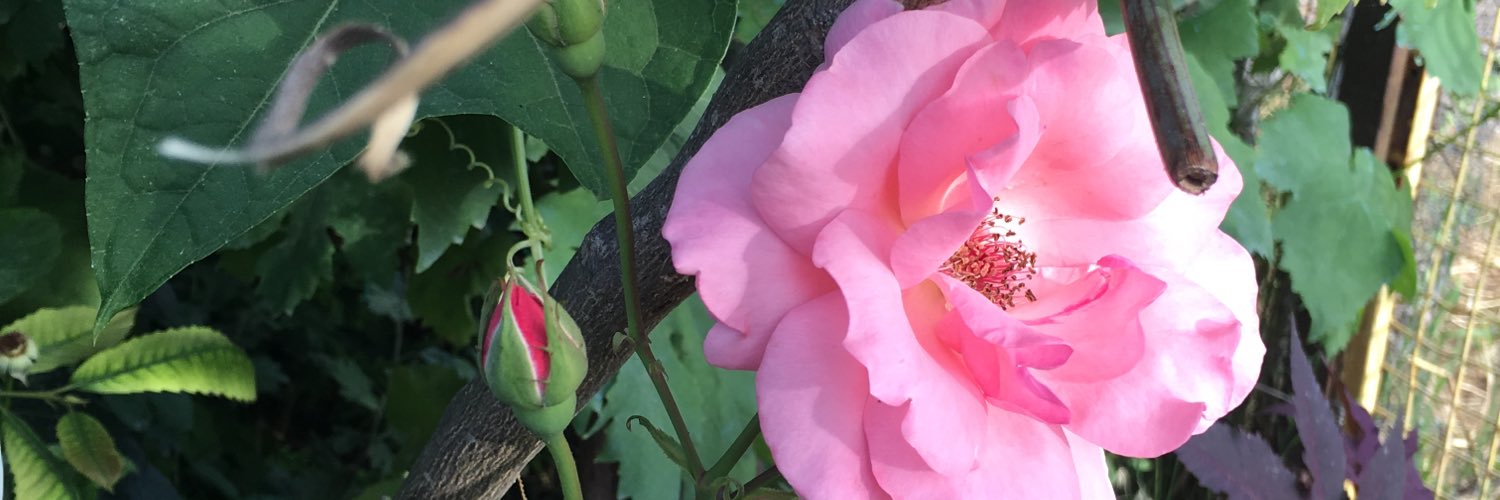 ross_fusco's profile banner image