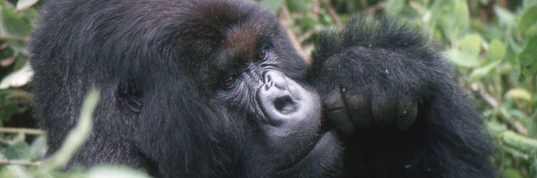 4Apes's profile banner image