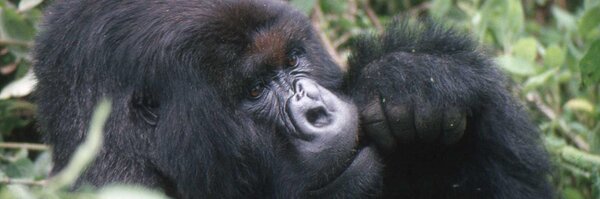 4Apes Profile Banner