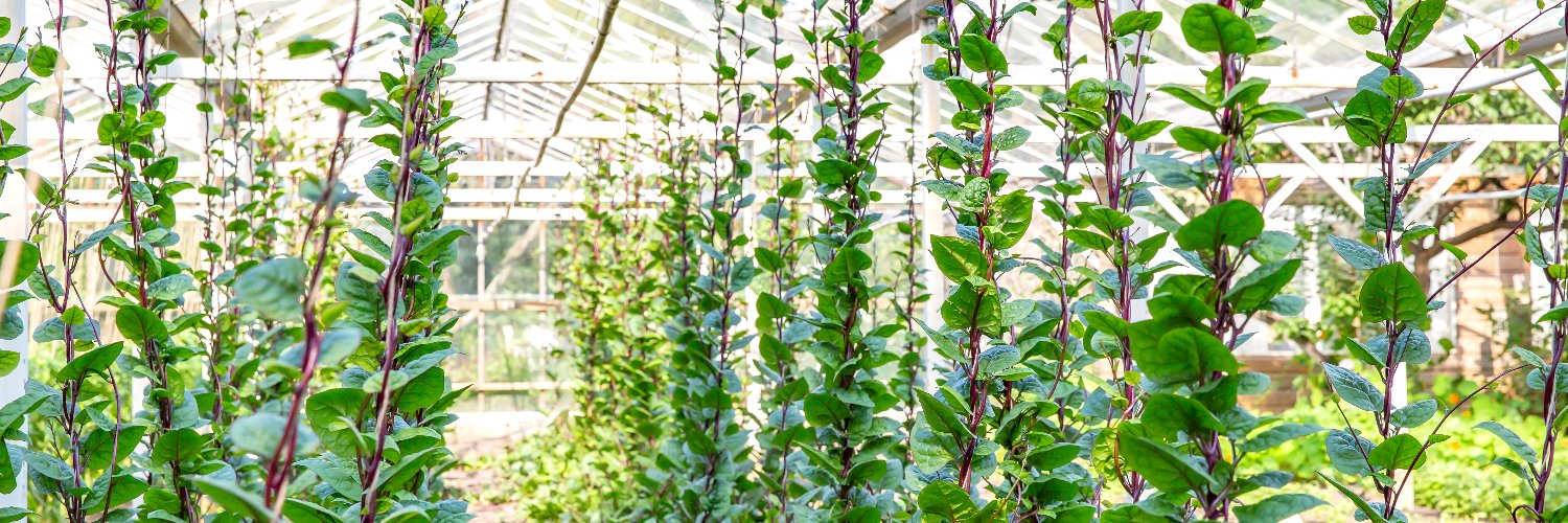 Bart Pijnenburg banner