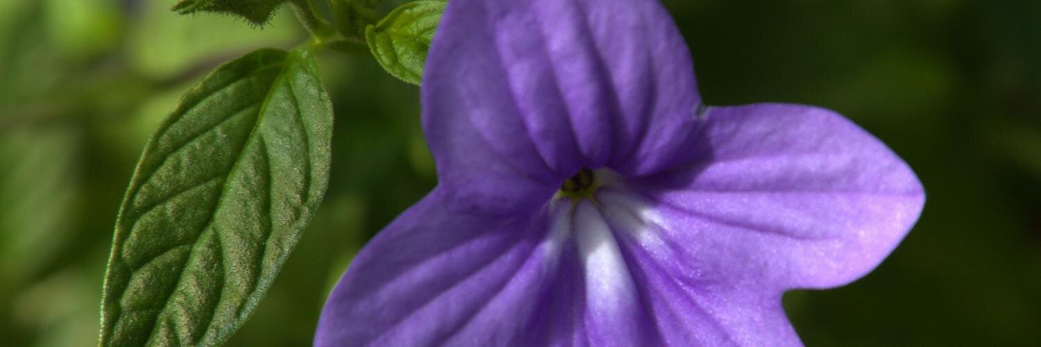 Coretta Scott Key banner