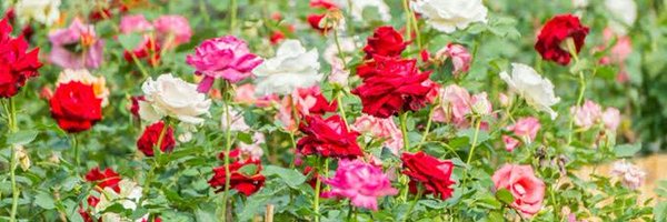 winerhocki Profile Banner