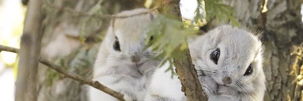 Bakutan_bot1 Profile Banner