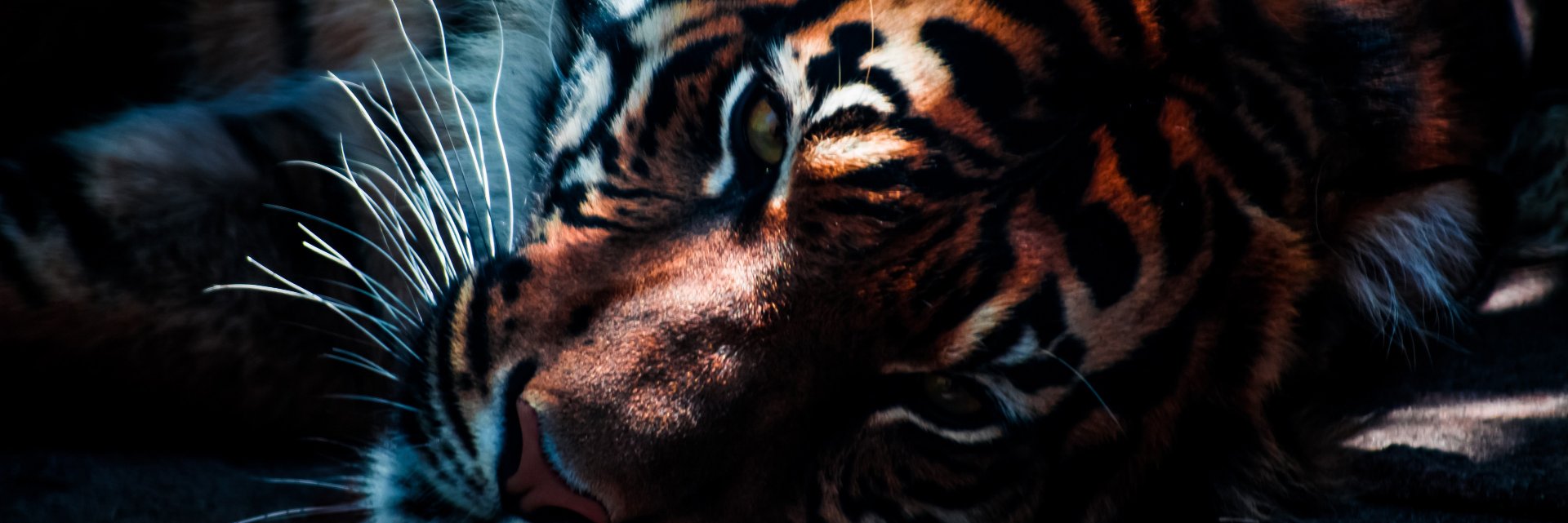 businessclassEA's profile banner image