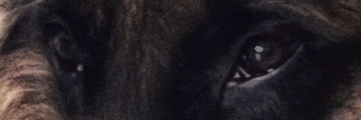 nati banner