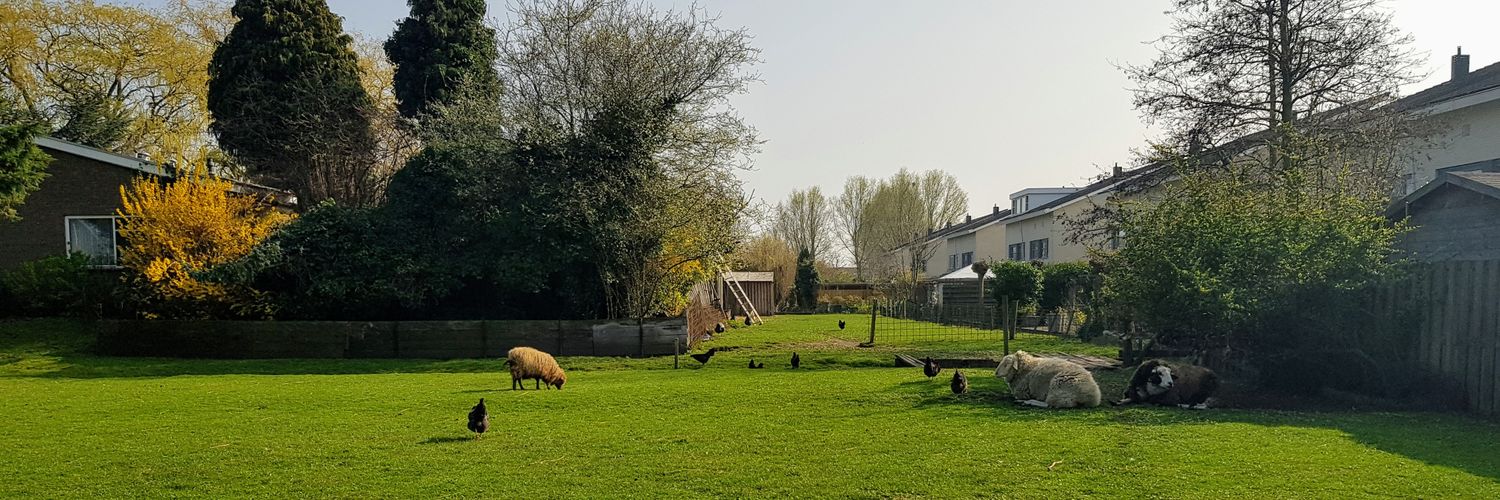 Gabriel Bercea banner