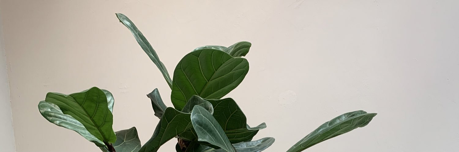 Kodioo's profile banner image