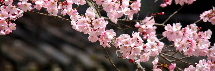 ACMacLeay's profile banner image