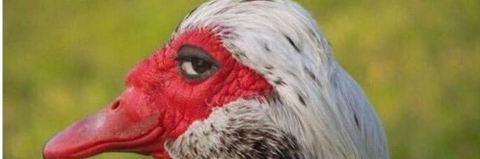 Davidbride200G's profile banner image