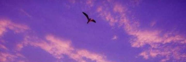 Looooouu1's profile banner image