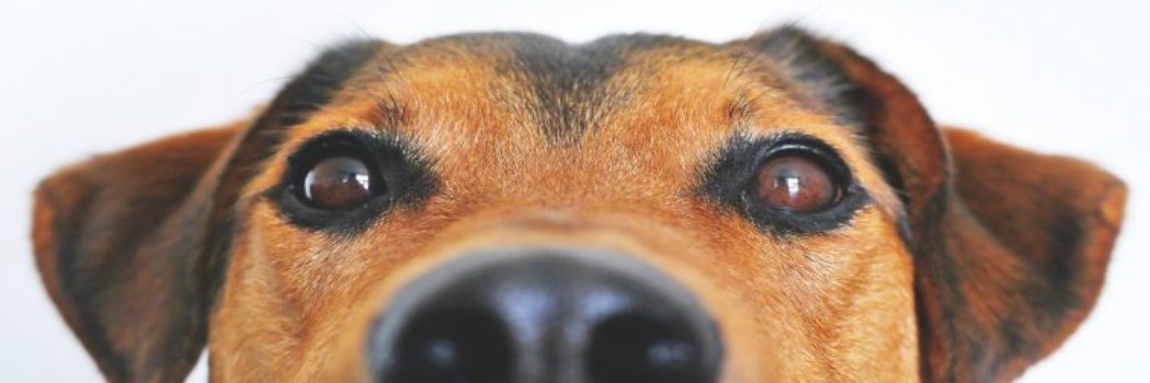Pae Ki banner