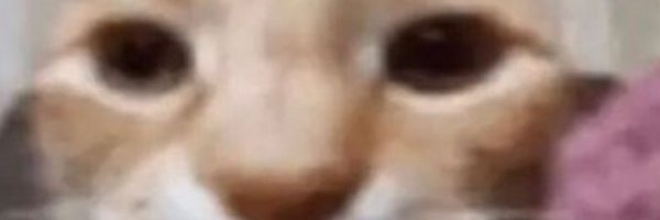 BushChanies Profile Banner
