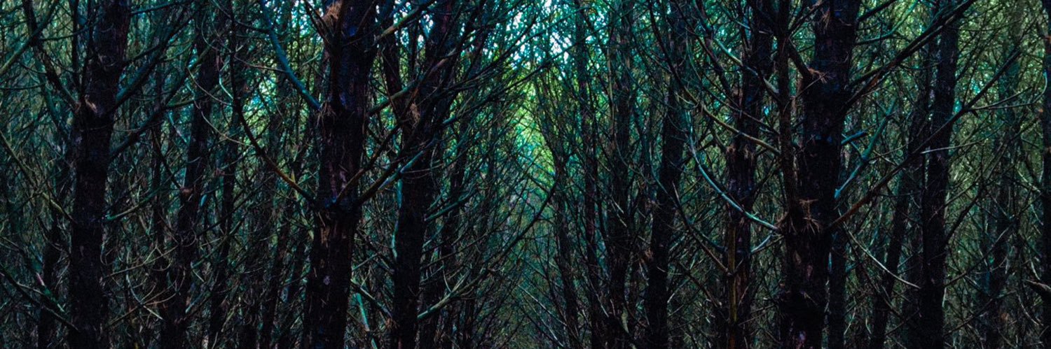 amybrdm's profile banner image