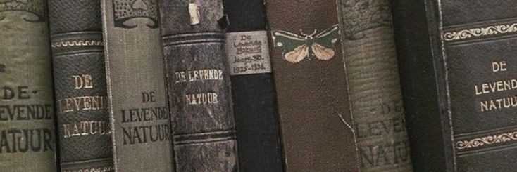 delfierera's profile banner image