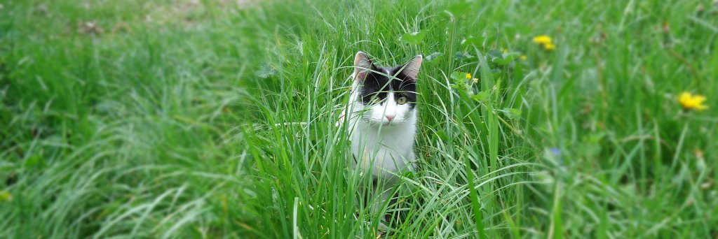 HelpForCats's profile banner image