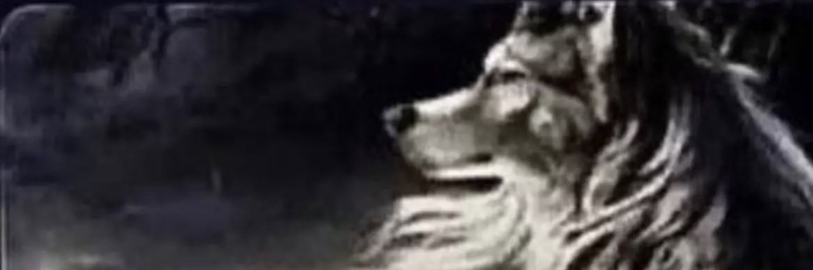 Zynsei69's profile banner image