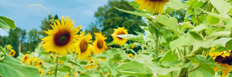 BeckyCochrane's profile banner image