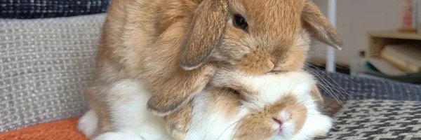 rabbitbrained_ Profile Banner