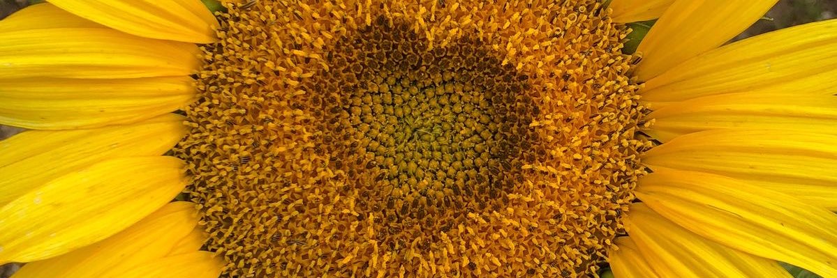 Rose🌻 banner