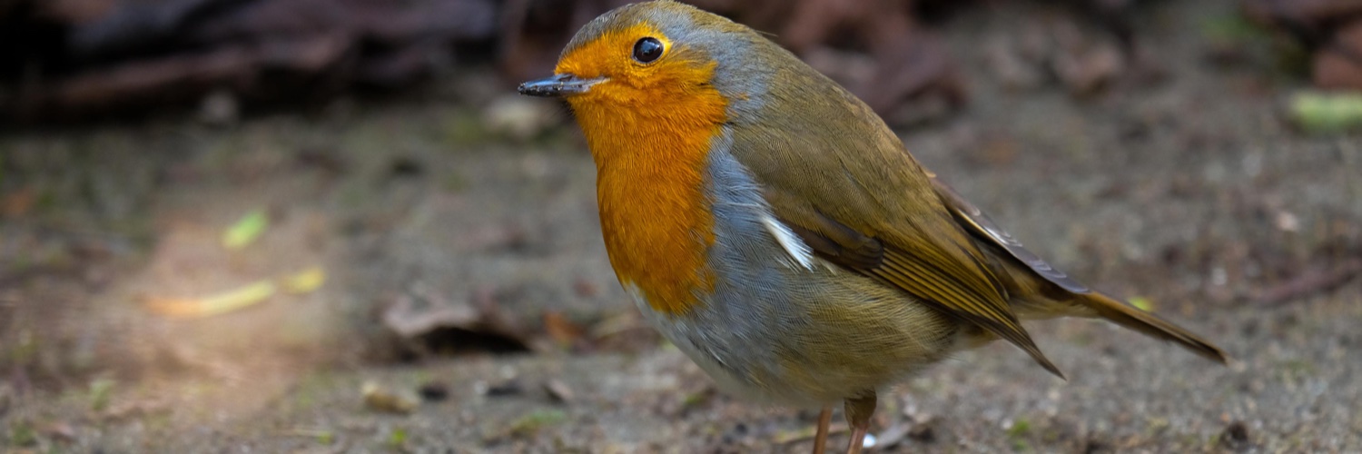 BHSnapper's profile banner image