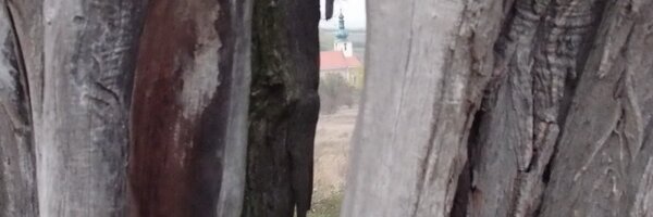 holcik Profile Banner