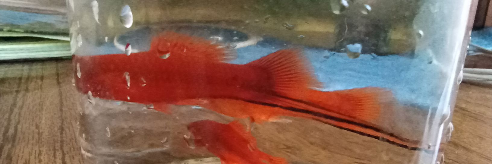 Усачко Денис banner