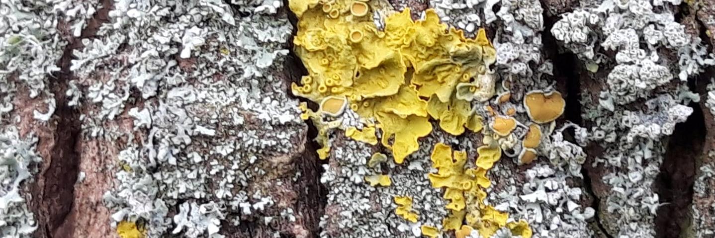 Richard Semmens banner