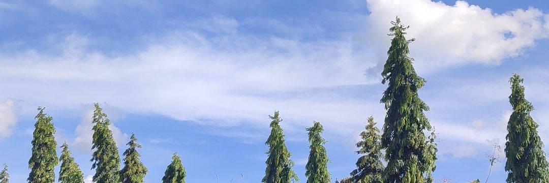 zzeebbrraa__'s profile banner image