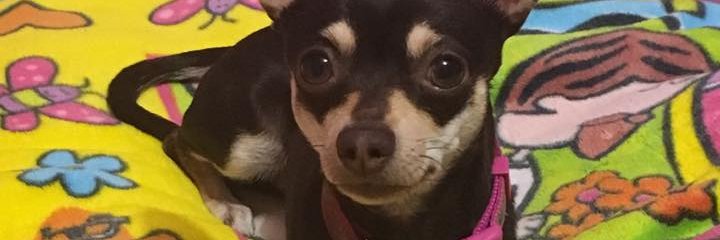 ItzelyRodriguez's profile banner image