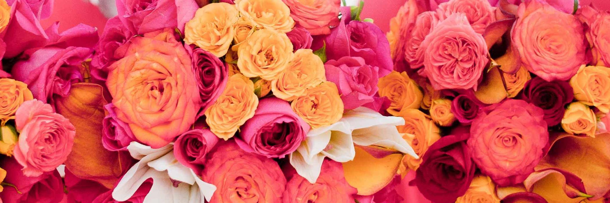 rosalinams's profile banner image