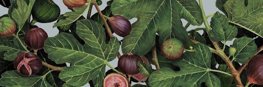 FIG banner