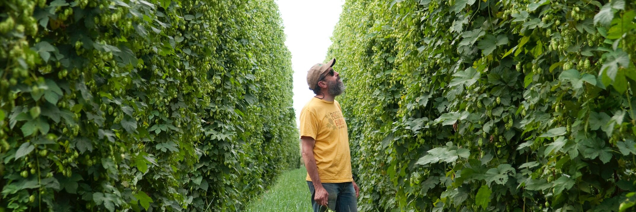 Rogue Farms banner