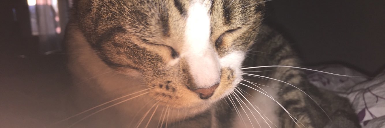 camipppppppp's profile banner image