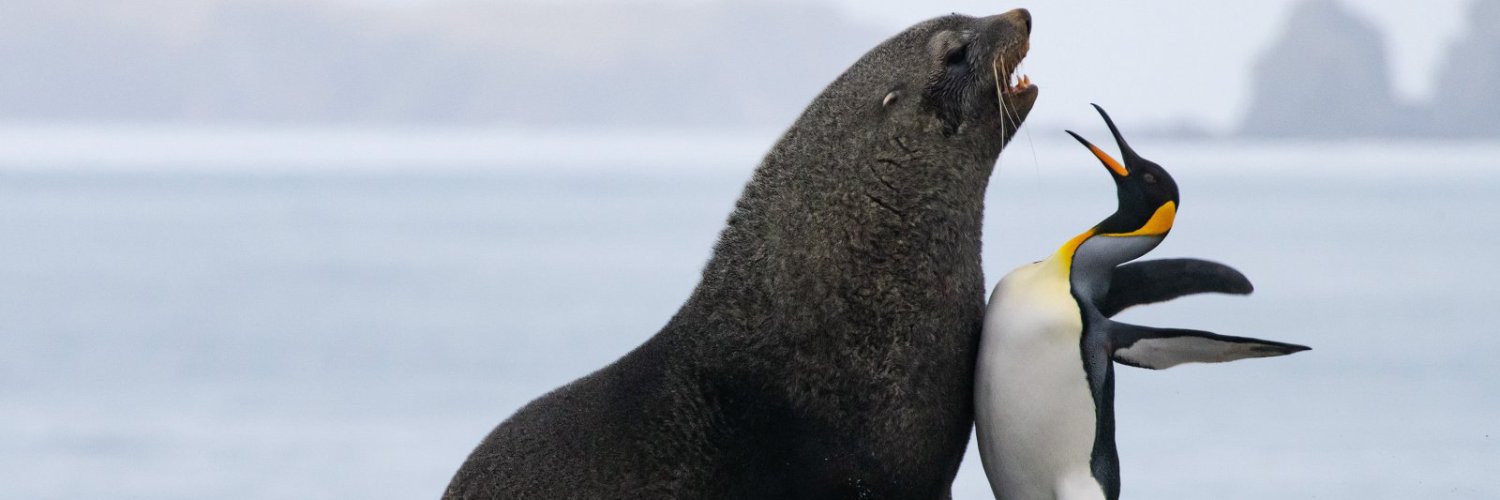 Aldis Austers banner