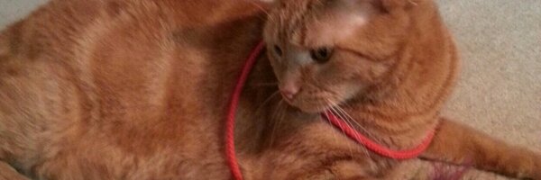 TiggyBean Profile Banner