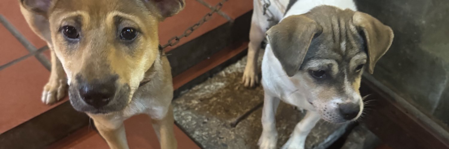 eli nattaf🇧🇷 banner