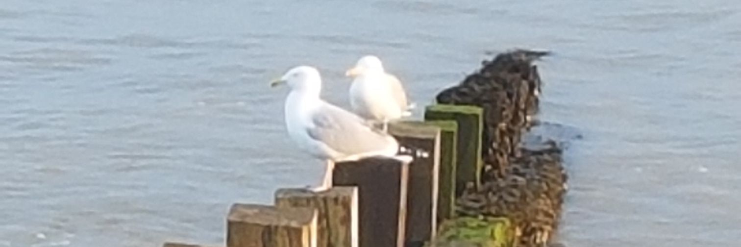 mark grafflin banner