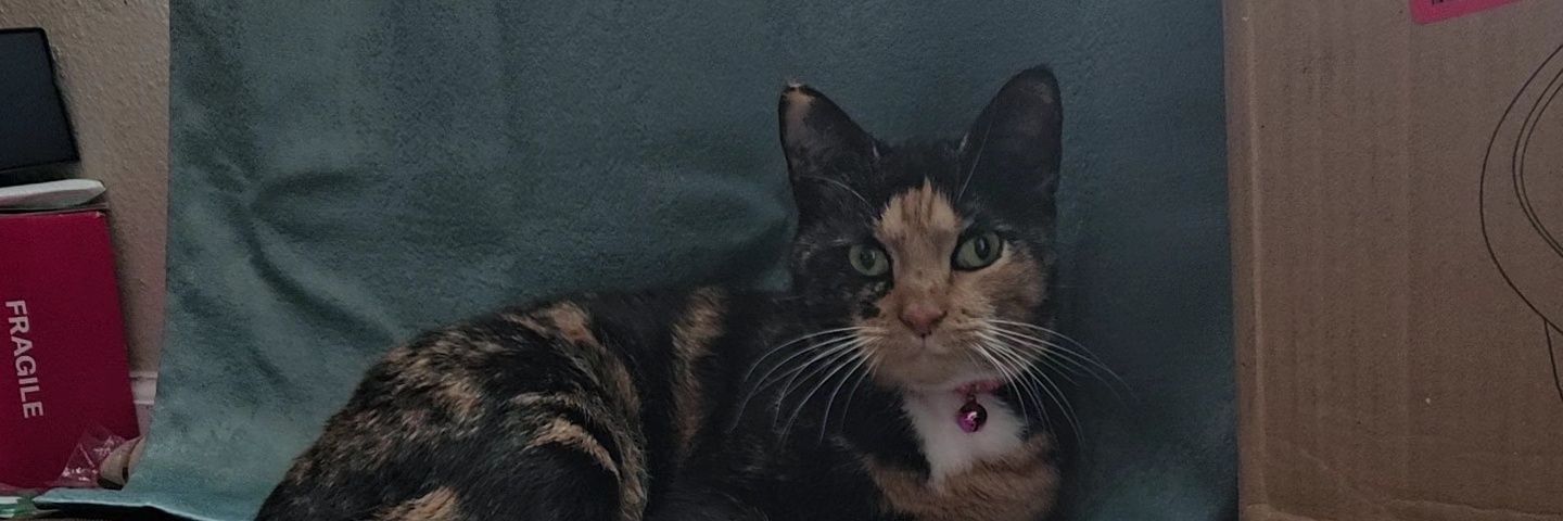 Anfernee Maynard banner