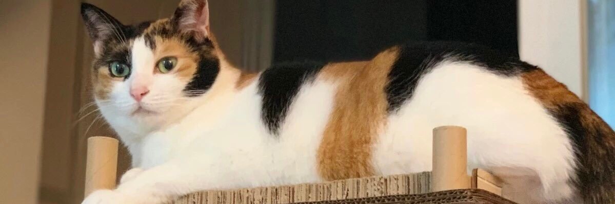 coolbori's profile banner image