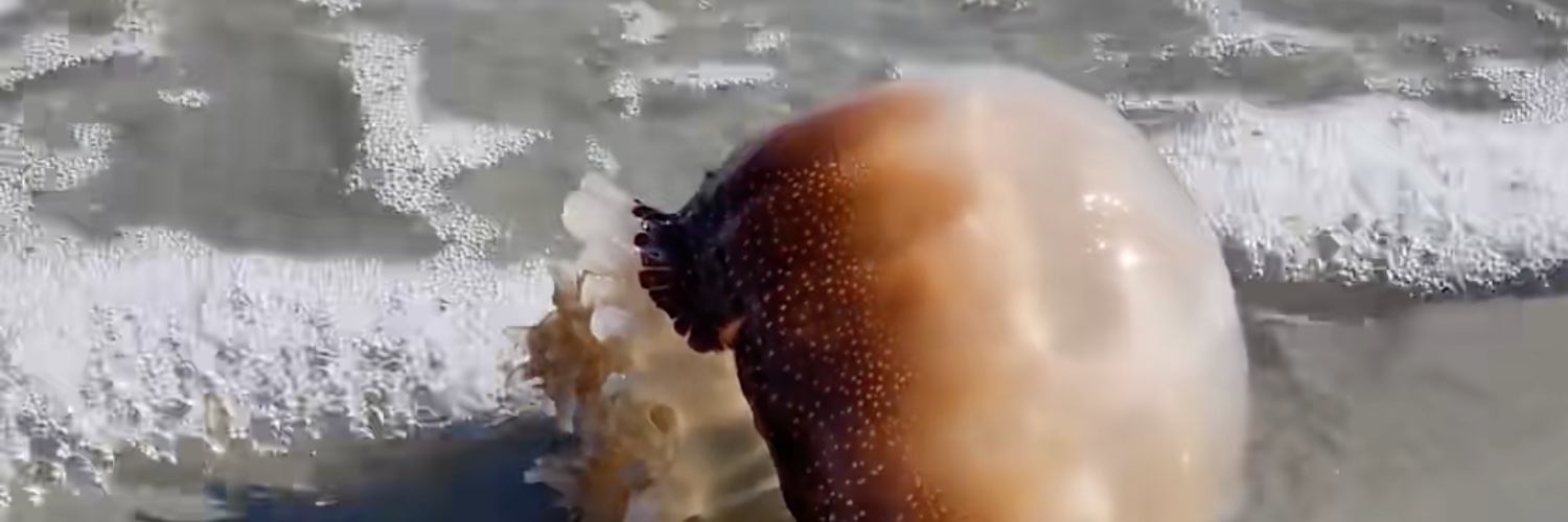 Retch1ngnetch banner