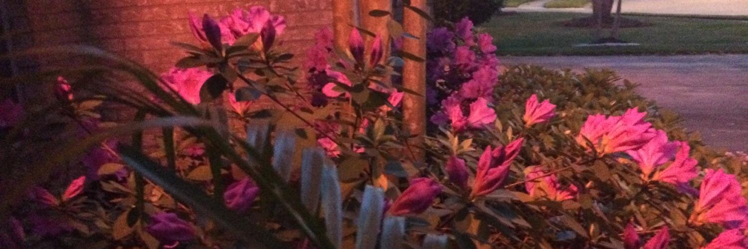 davidruth's profile banner image