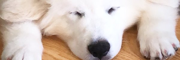 GreenDivaMeg Profile Banner