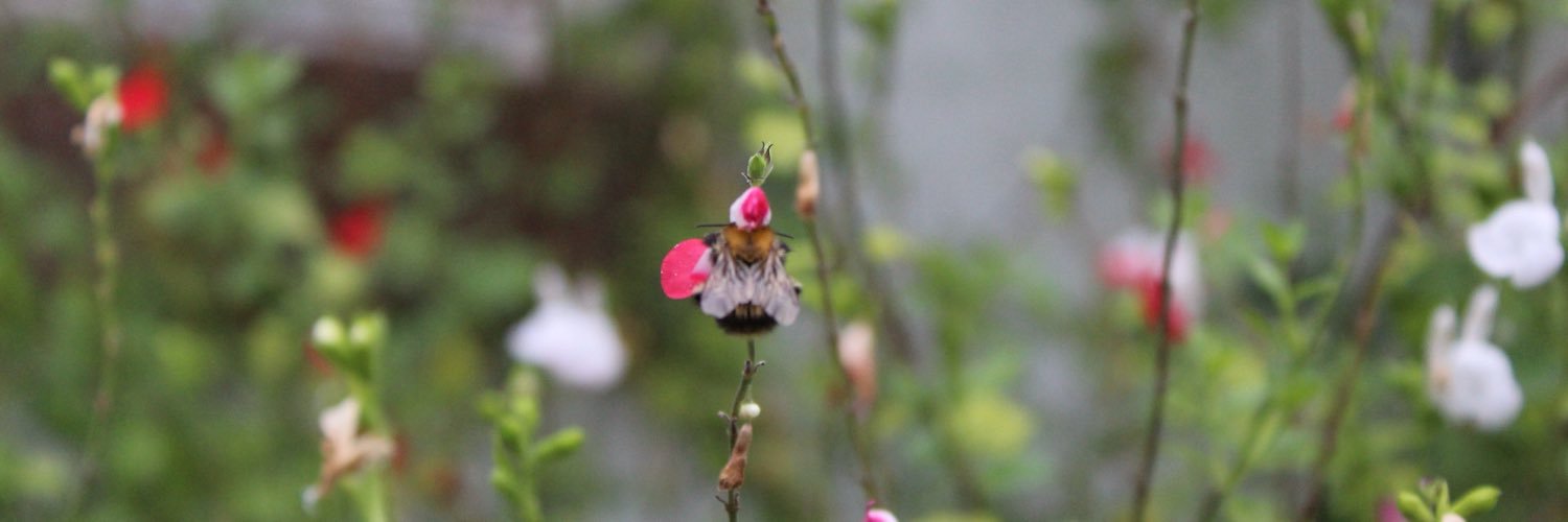 morningshoots's profile banner image
