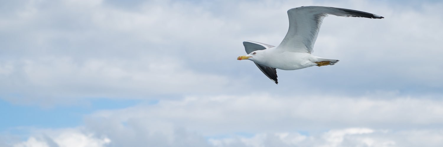 FabioPolisel's profile banner image