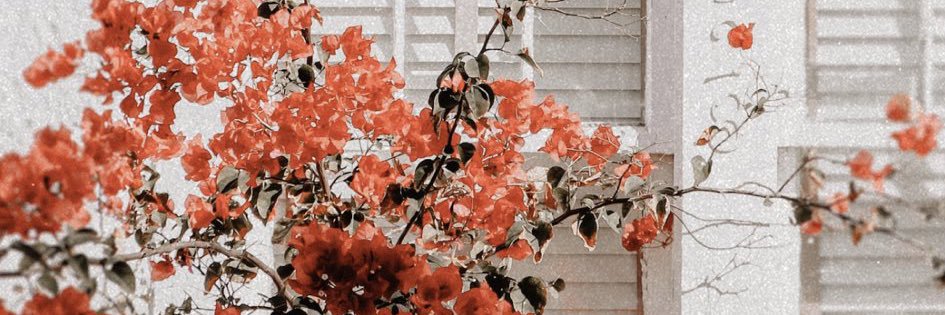 BS✨ banner