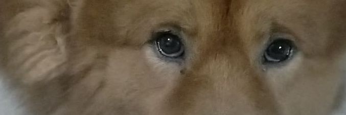 h0sheesh05's profile banner image