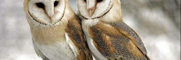 AdindaThomas Profile Banner