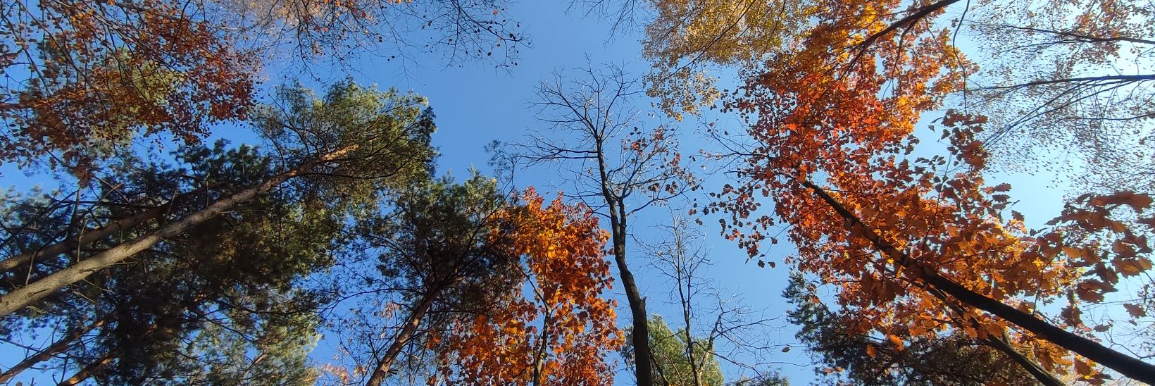 Нечай banner