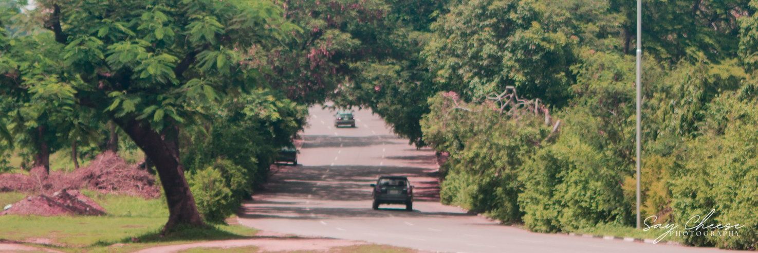 Thatcheesynomad banner