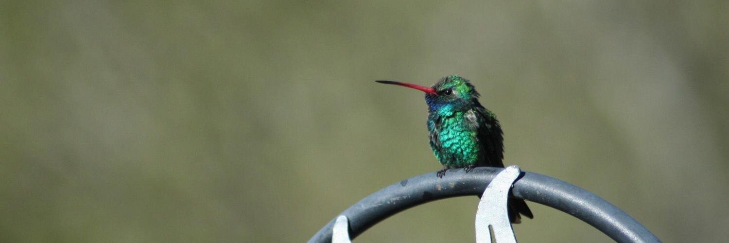 Partners in Flight banner